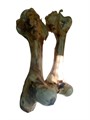 Косточка 1737